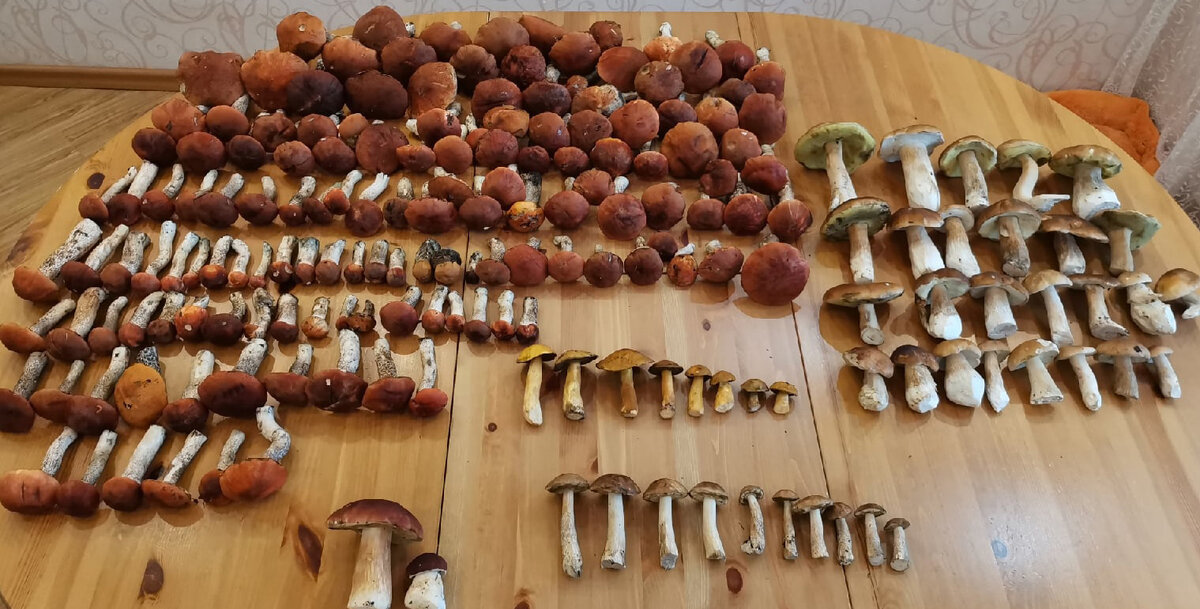 Выборгский район. Конец августа 2021