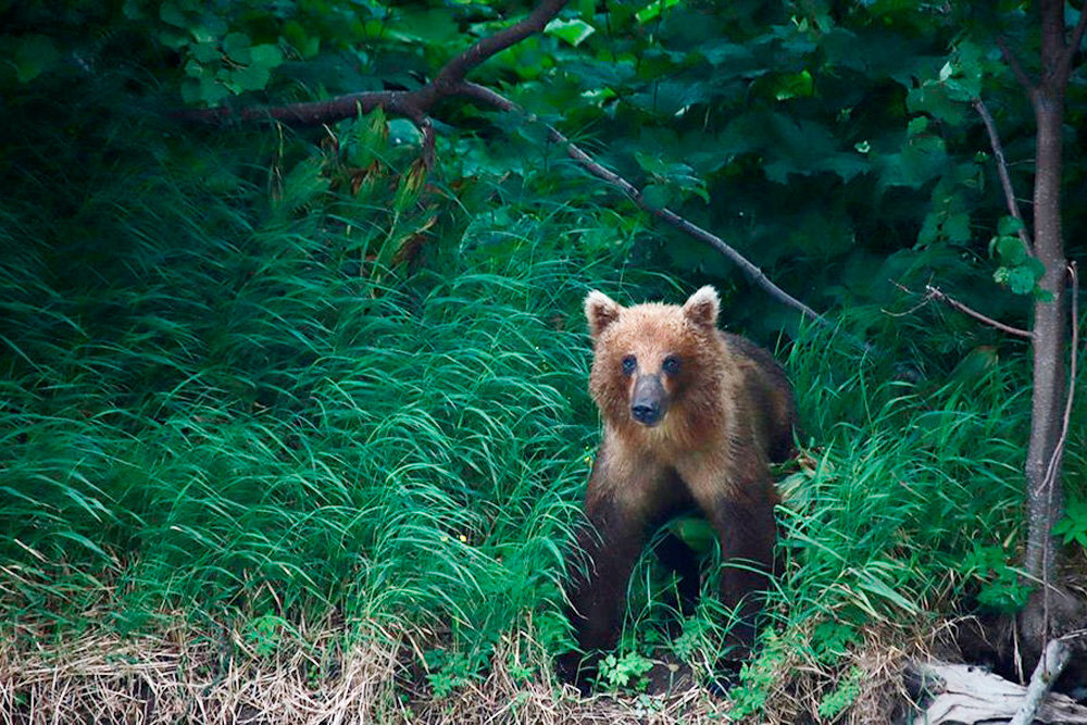 На Камчатке медведь может пройти в трех метрах от тебя. Главное - не шуметь и не пугать его. Фото: Из личного архива Сергея Рязанского 