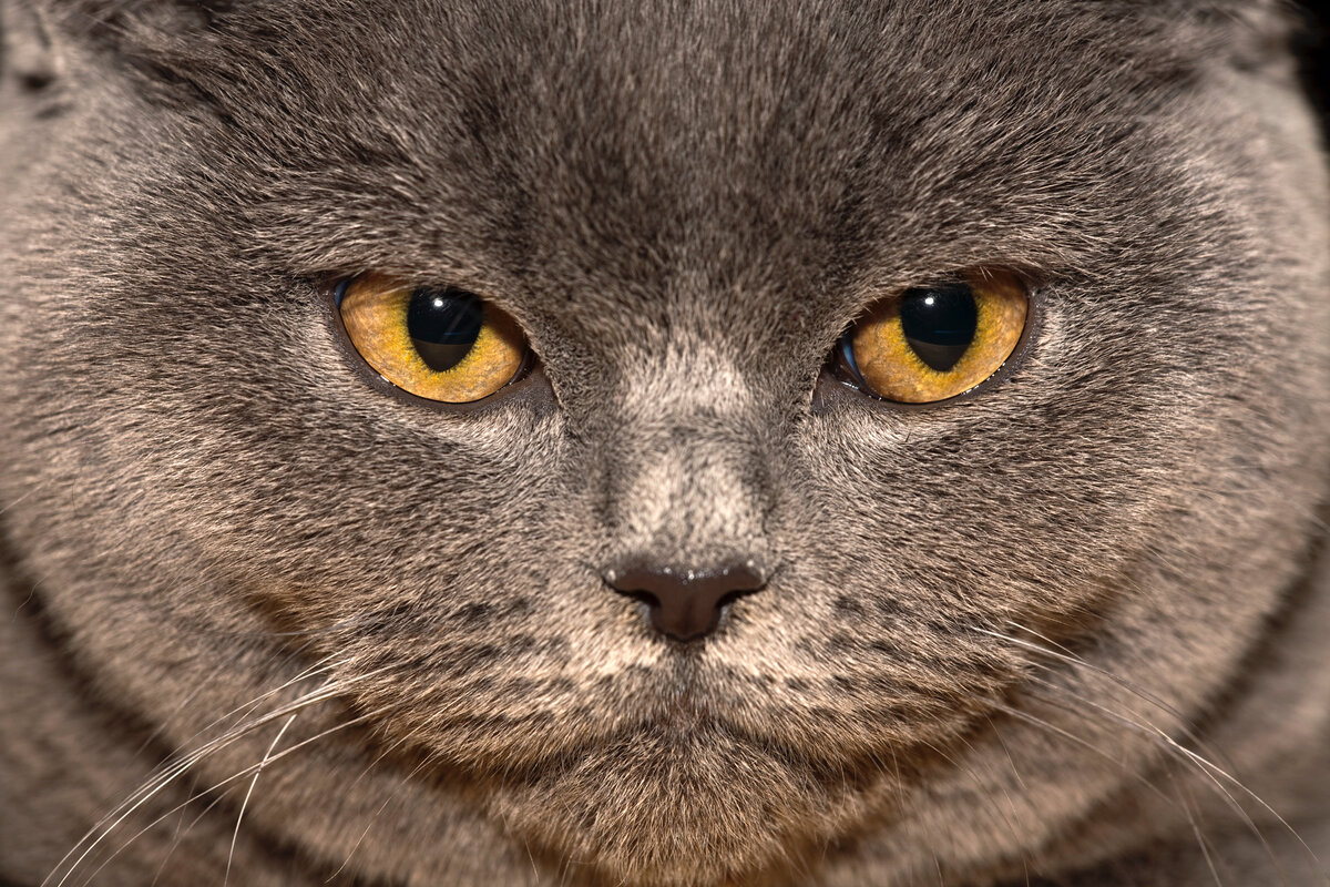 Хозяевам невероятно сложно контролировать вес британца.