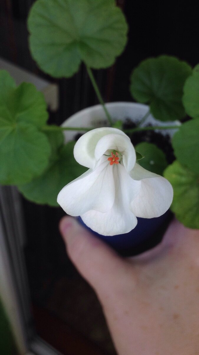 Такой нежный беленький цветочек))))