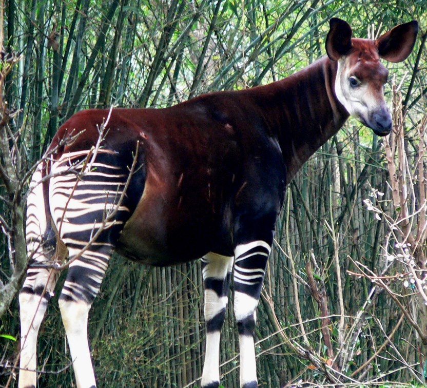 внешний вид