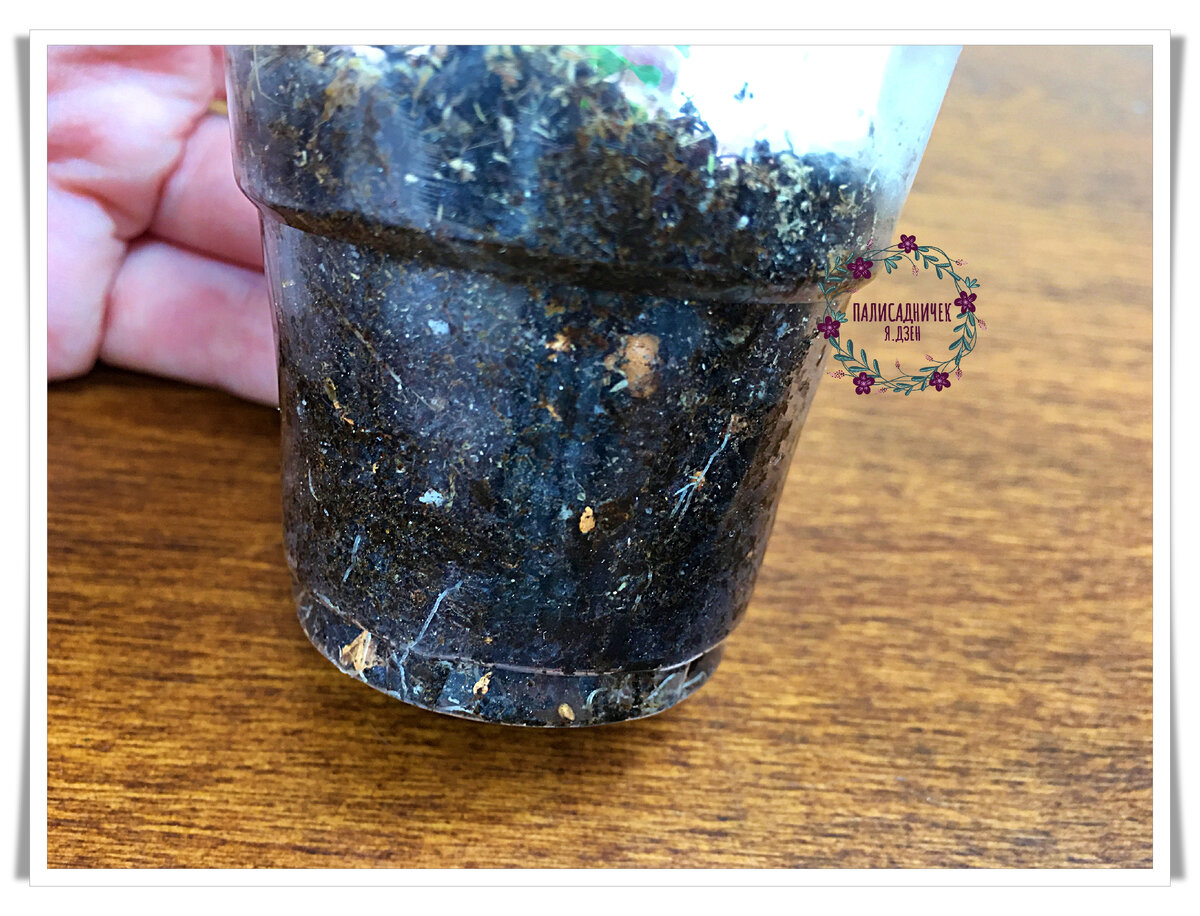 Такие вот нежные корешки. Кто пытался гардению выращивать и корни её видел, сходства отметит однозначно. Такие же тонюсенькие нежные. Пересаживать пока точно не стану: есть и здесь  ещё куда расти.