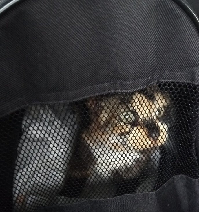 Жаннет в переноске.