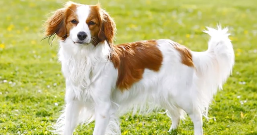 Источник: https://www.dogheirs.com/