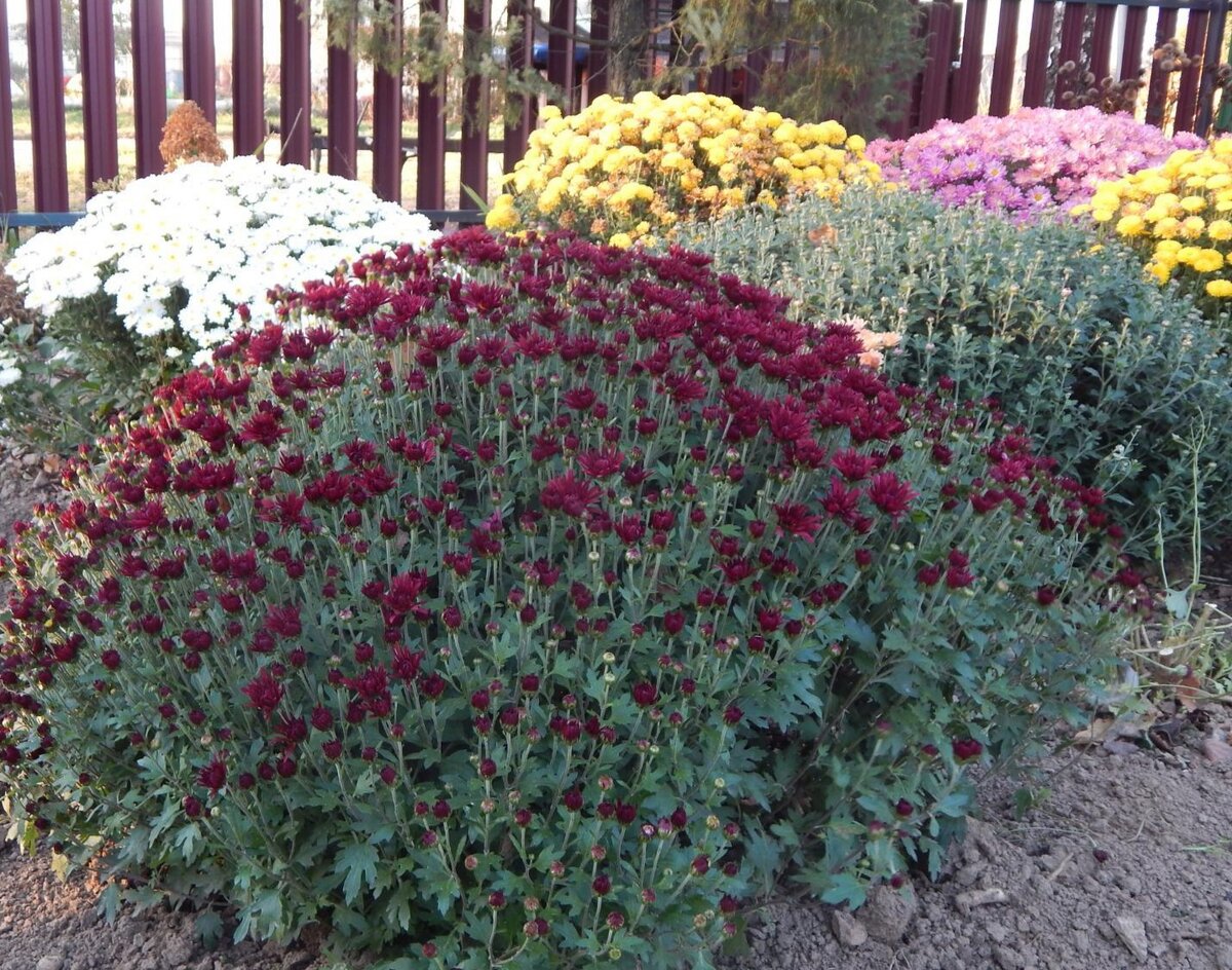 Почему не цветет хризантема в саду. Хризантема букетная торжество. Палисадник с желтыми хризантемами. Почему не цветет хризантема в саду. Хризантема уличная желтая.