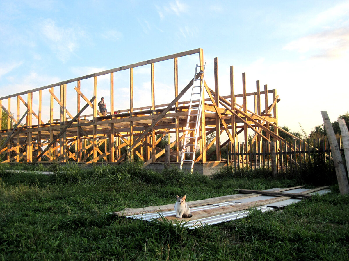 Котёнок-сторож