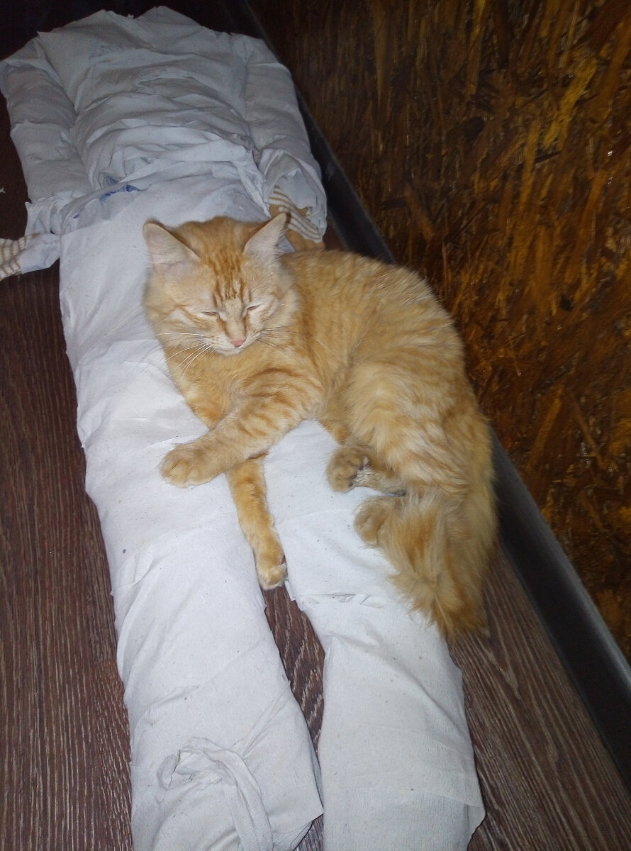 Мамука сразу же её полюбил))))