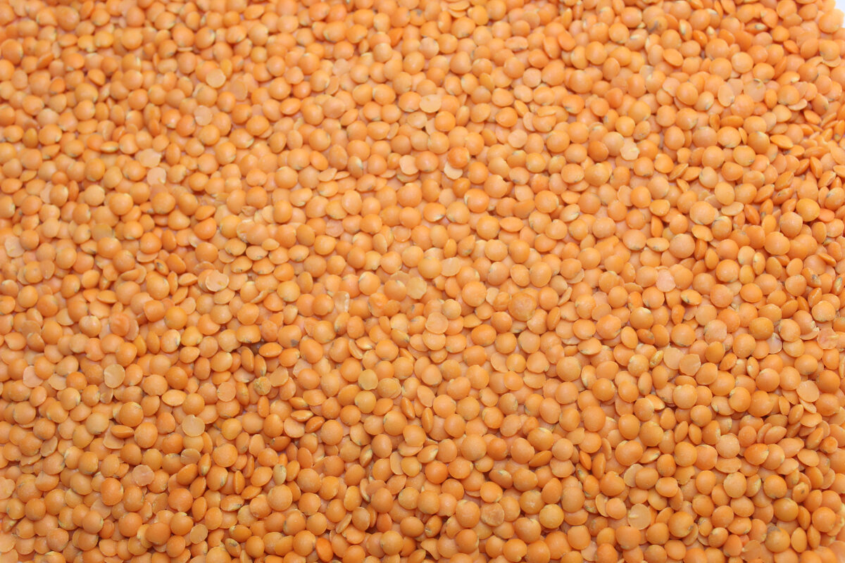 Красная чечевица.
