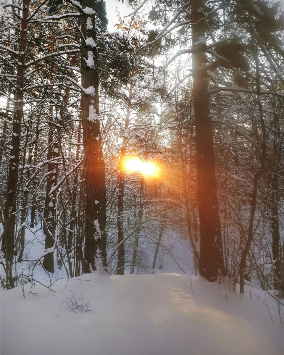 Зимний лес. Фото с сайта Яндекс. Картинки. 