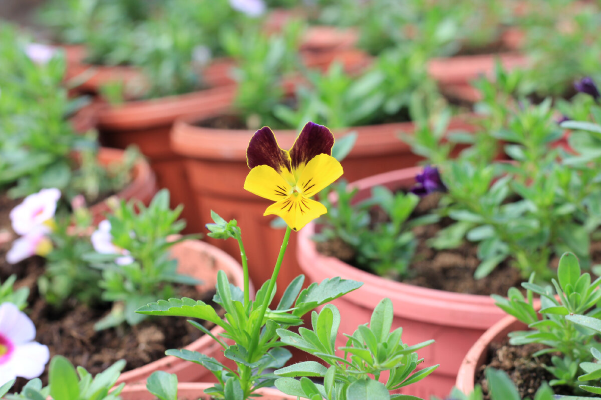 Авторское фото