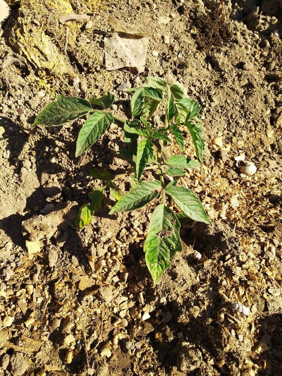 Томаты и огурцы уже высажены в открытый грунт, так что можно приступать к питанию подкормкой