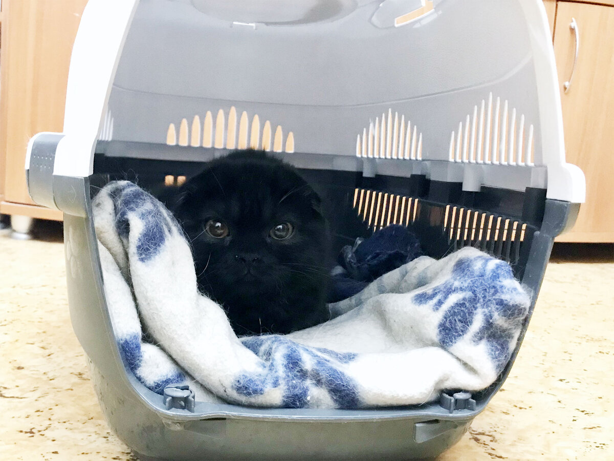 Кузьма: первые минуты дома