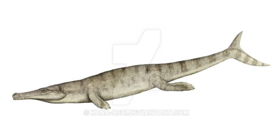 Метриоринхиды (Metriorhynchidae) – морские крокодилы с рыбьими хвостами