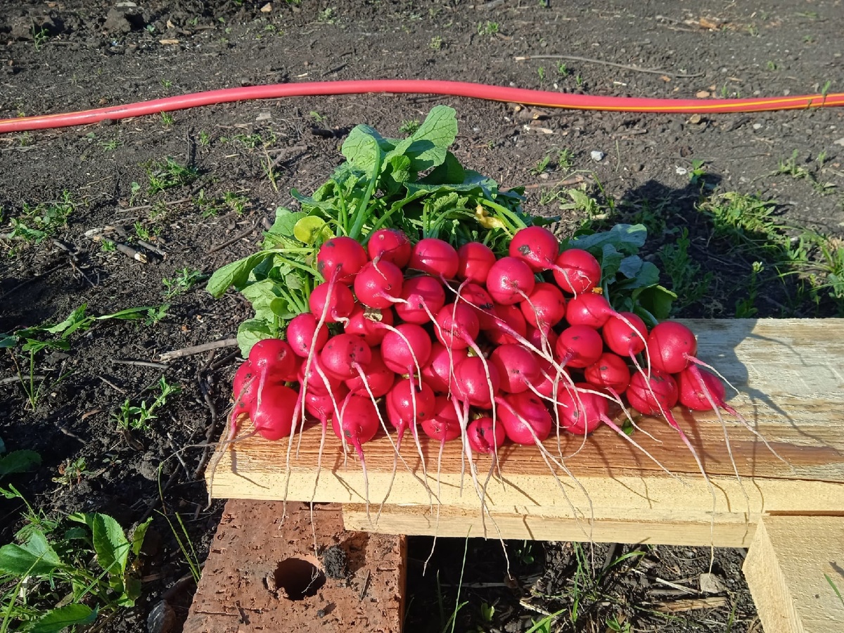 Хрусткая и нежная редисочка с собственных грядок. Ну как без этого? Сорт "Мечта Алисы" от АФ "Партнер". 