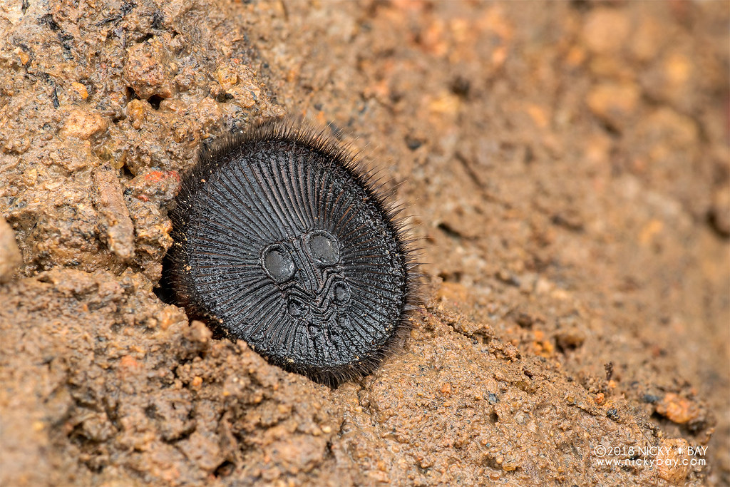Фотограф - Nicky Bay "@2018 NICKY BAY"