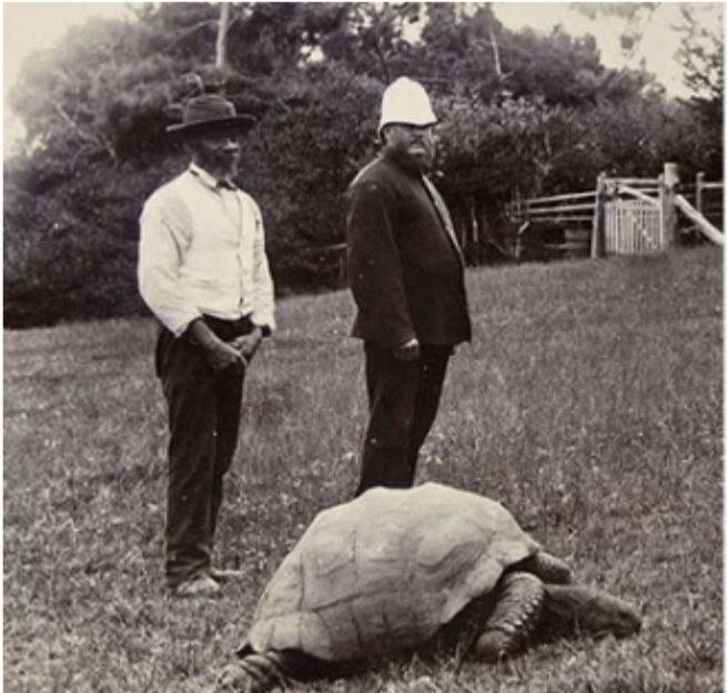 Черепаха Джонатан (предположительно) на фото в 1902 году