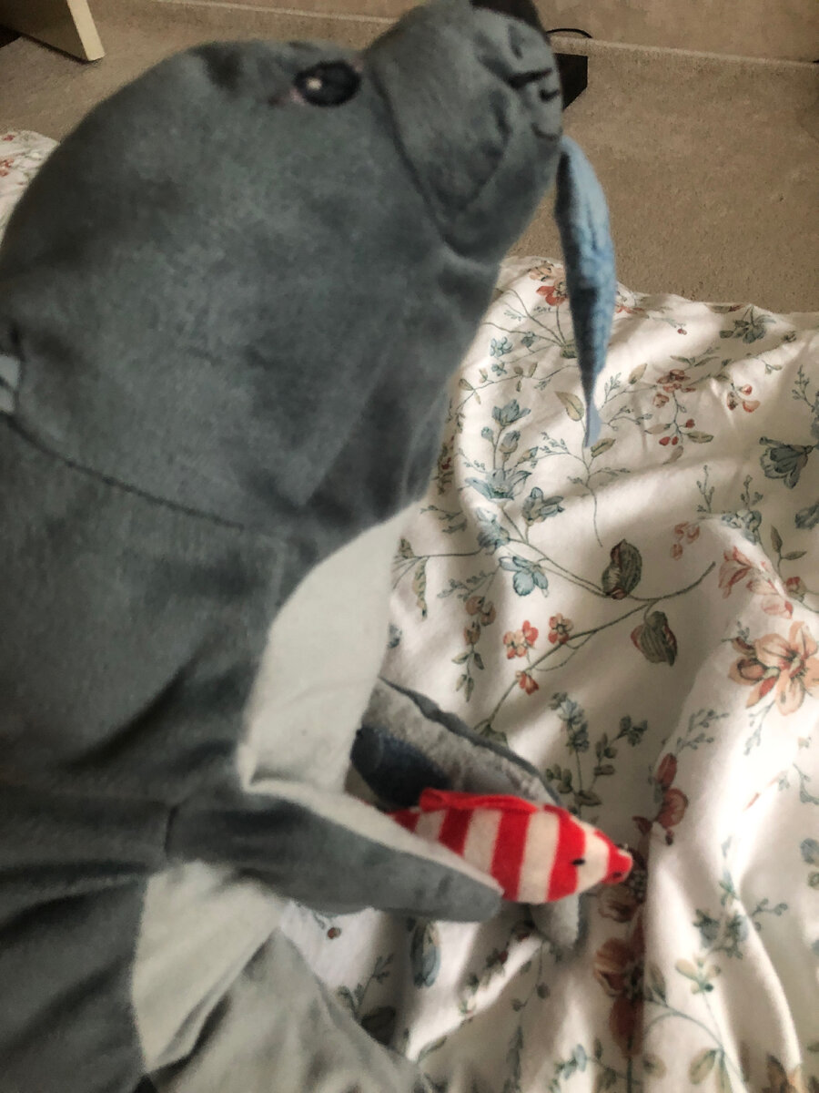 тюлень и игрушка рыбка из моей домашней коллекции