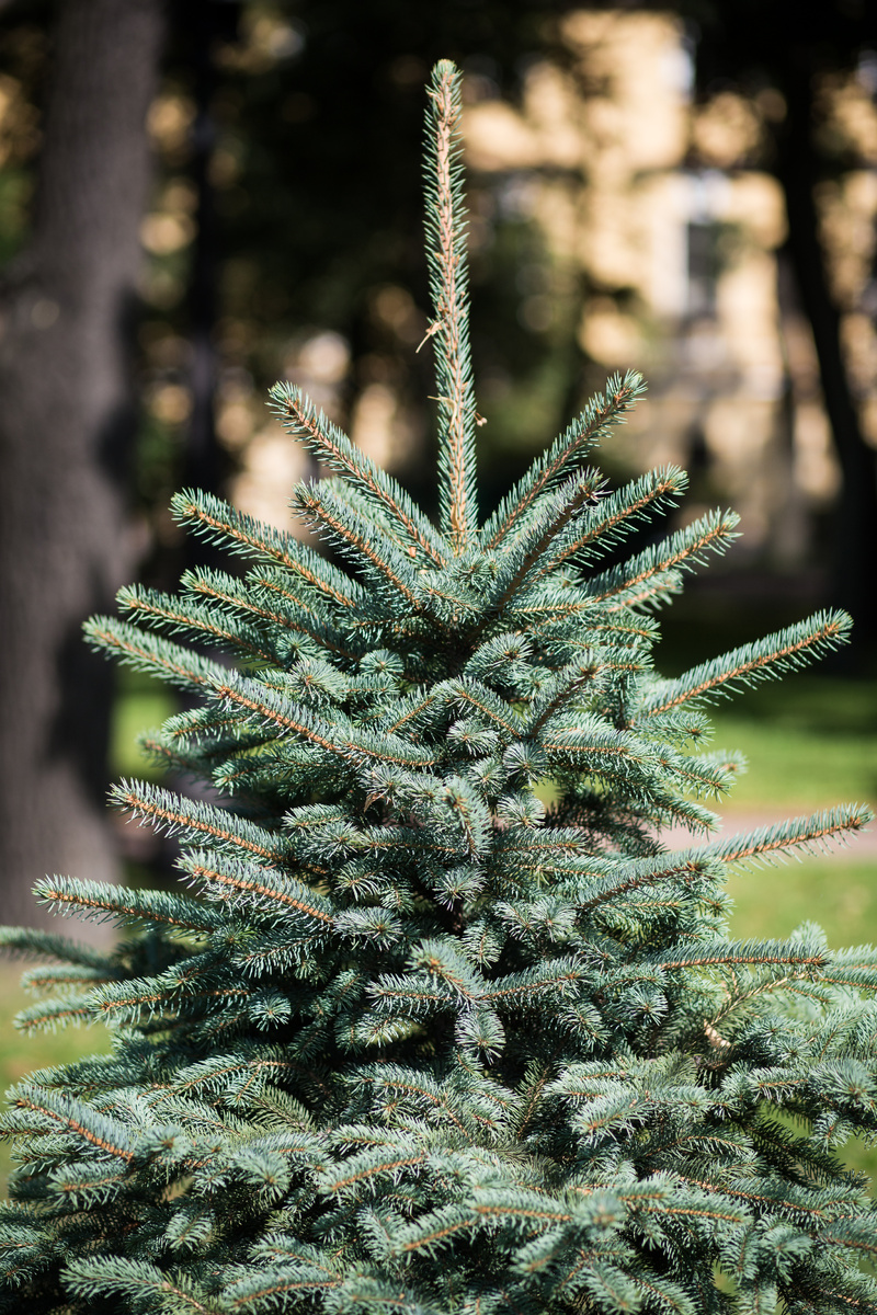 Александровский Сад, г. Санкт-Петербург. Ель. Автор фото: Надежда Панова, http://nadia-photo.com