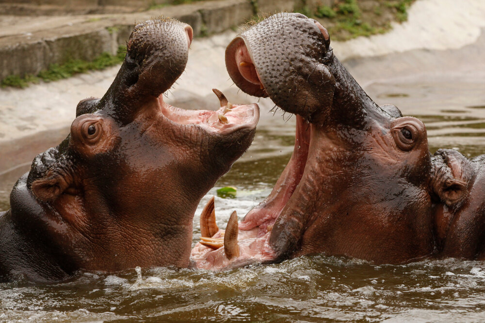 Hippos какой. Бегемот. Бегемот спариваються. Кто такой гиппопотам.