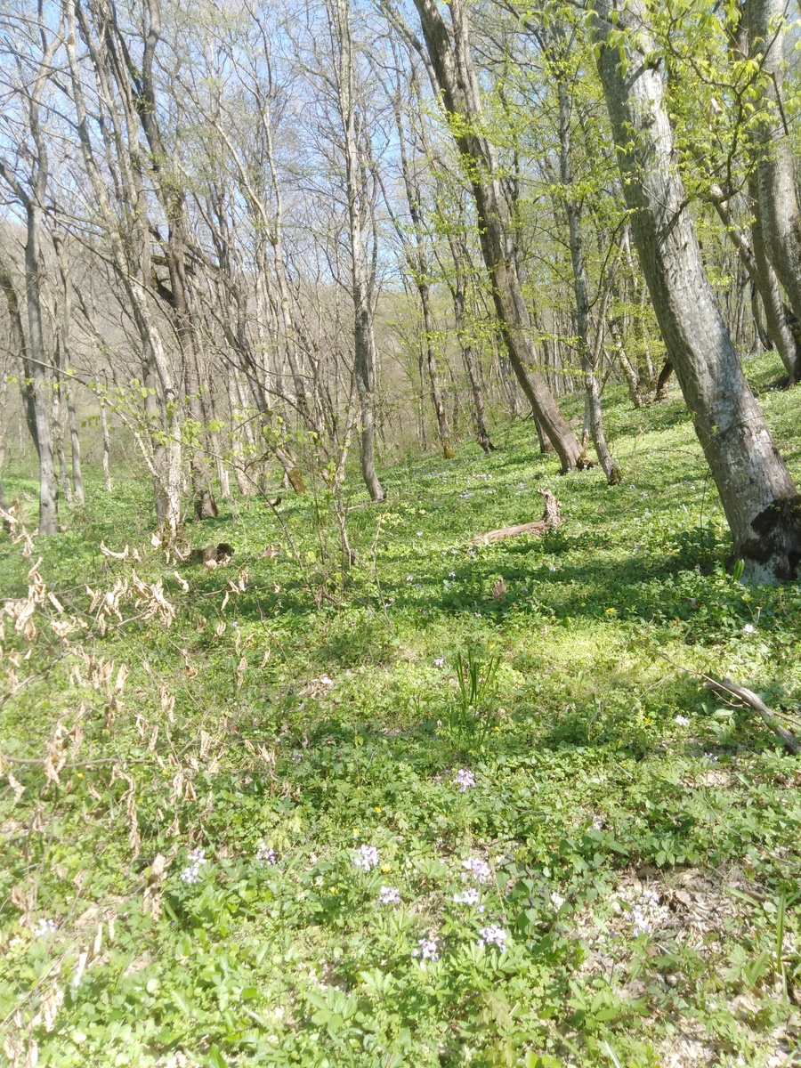 Весенний лес