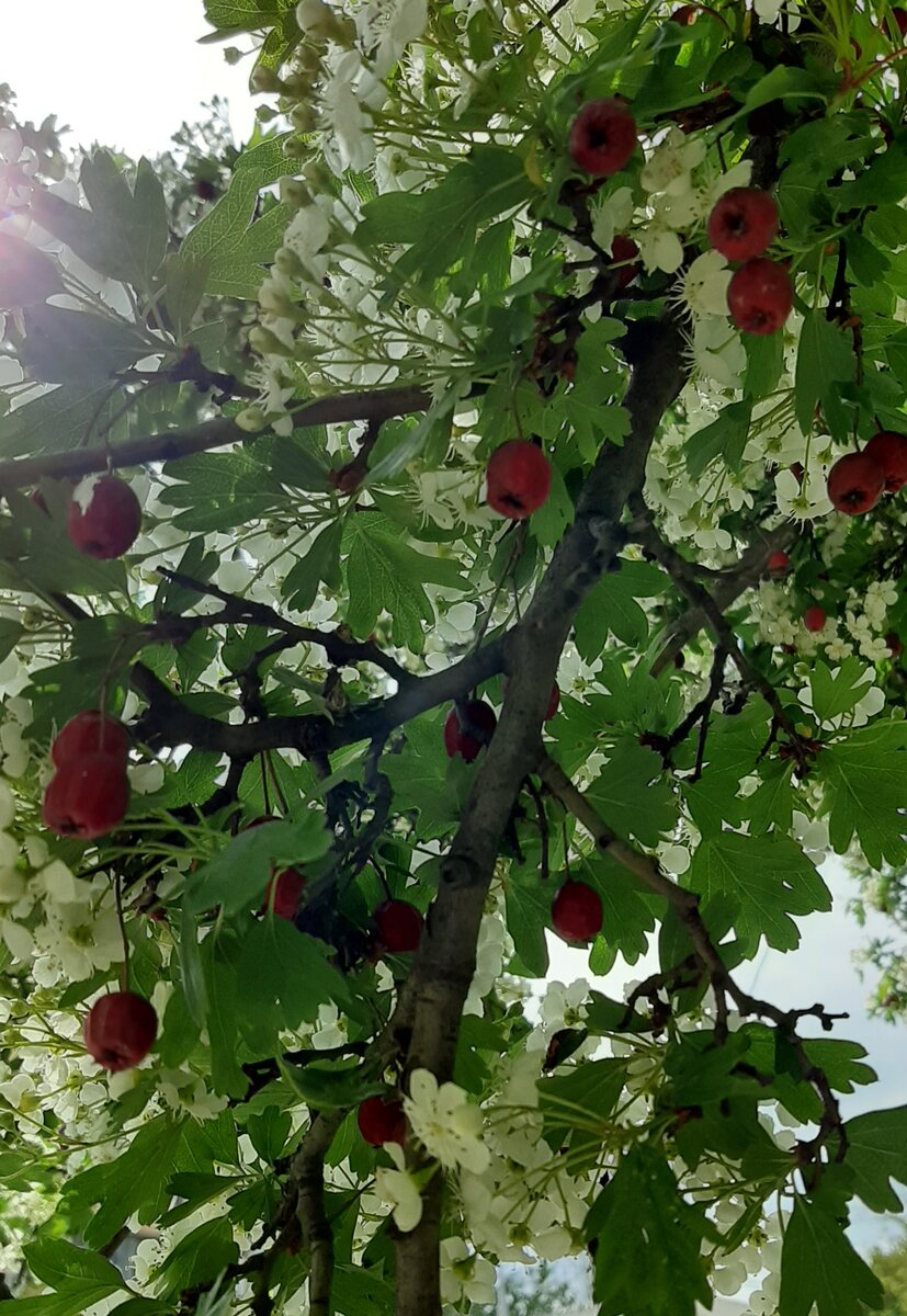  Плоды  как   свежие