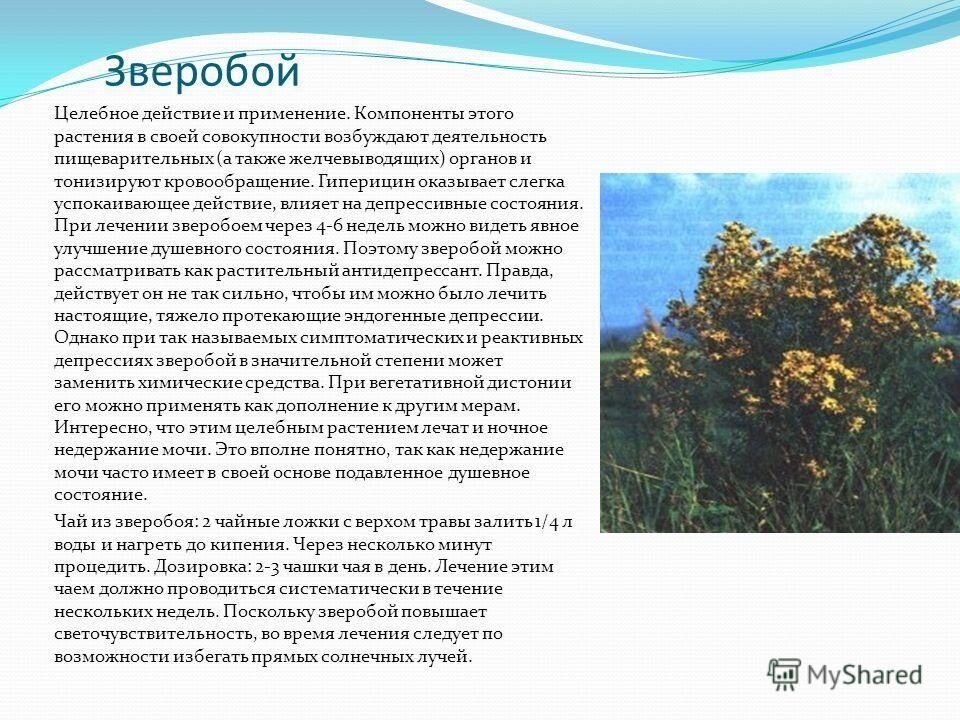 зверобой для мужской потенции. зверобой продырявленный 500. зверобой четырехгранный и продырявленный отличия. лекарственные растения зверобой лечебные свойства. зверобой свойства и применение.