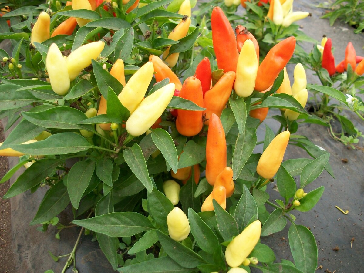 Острый перец «Салют» от компании «Гавриш»