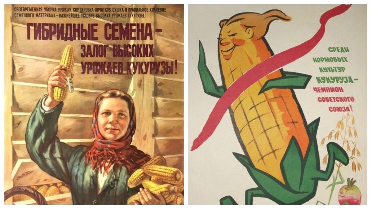 Соловьев М.М.  Гибридные семена — залог высоких урожаев кукурузы! Год выпуска: 1956 Издательство: Изогиз Размер: 73х56. (слева); «Среди кормовых культур кукуруза — чемпион Советского Союза!». Художник Ер. Колосов. Тираж 200 000. Размер 83,5 см. М.: ИЗОГИЗ, 1960 