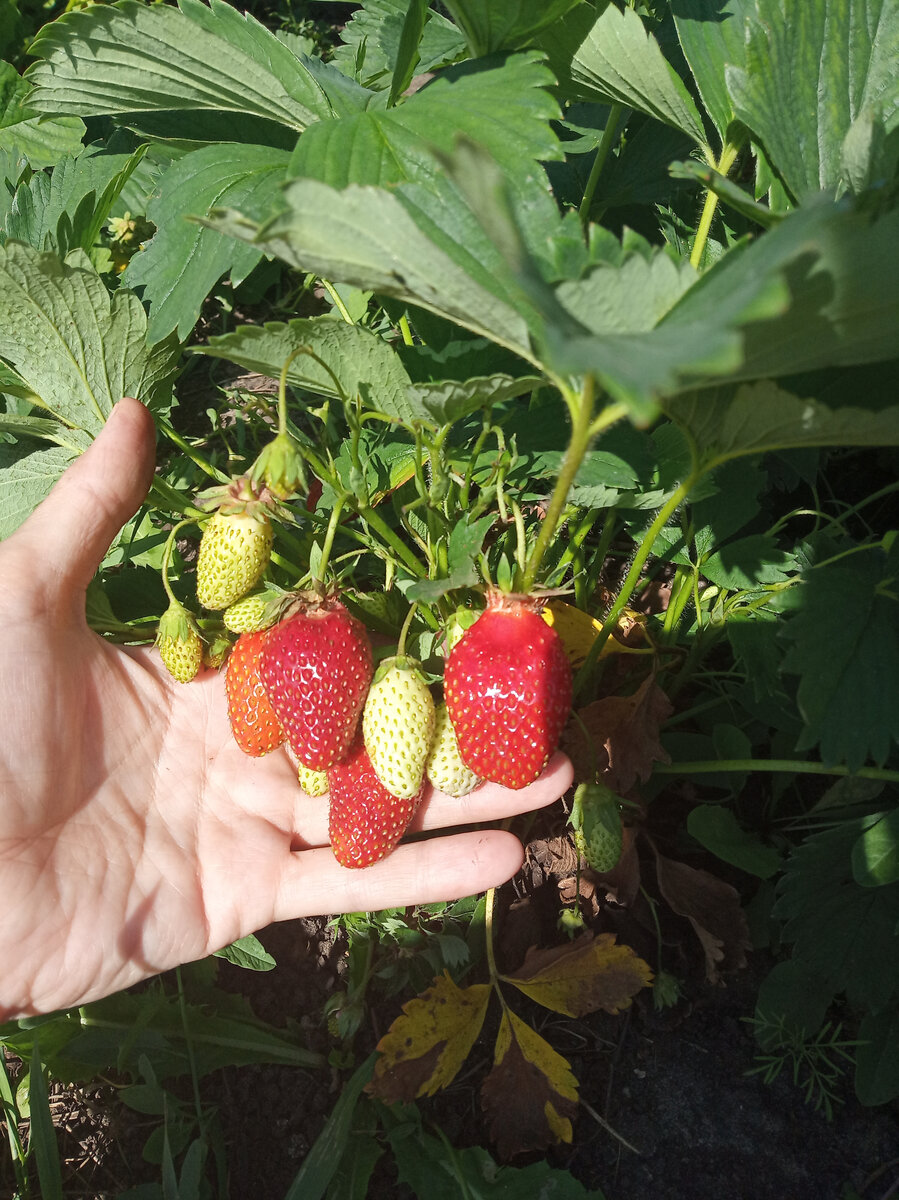 средний сорт