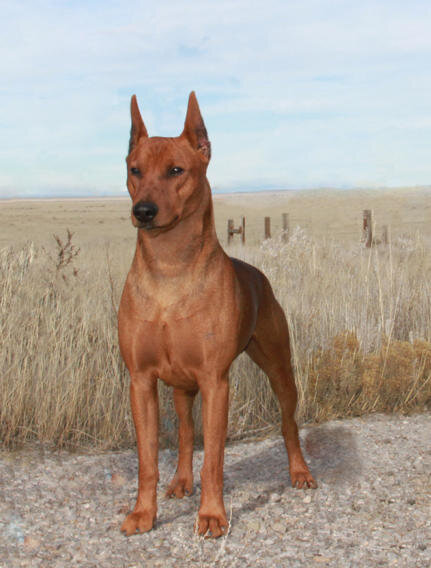 Фото из свободных источников.