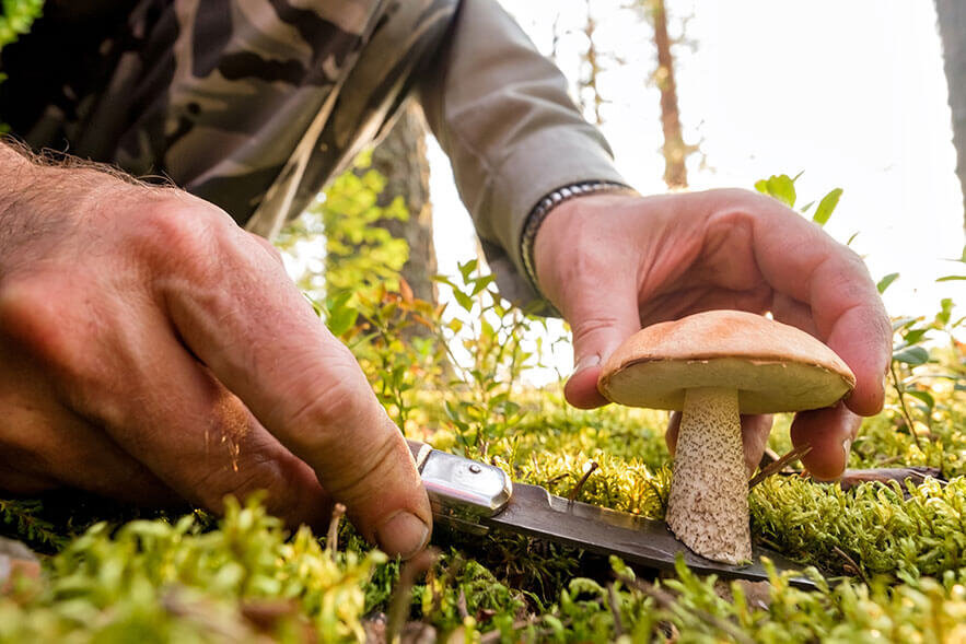В Германии запрещено собирать грибы