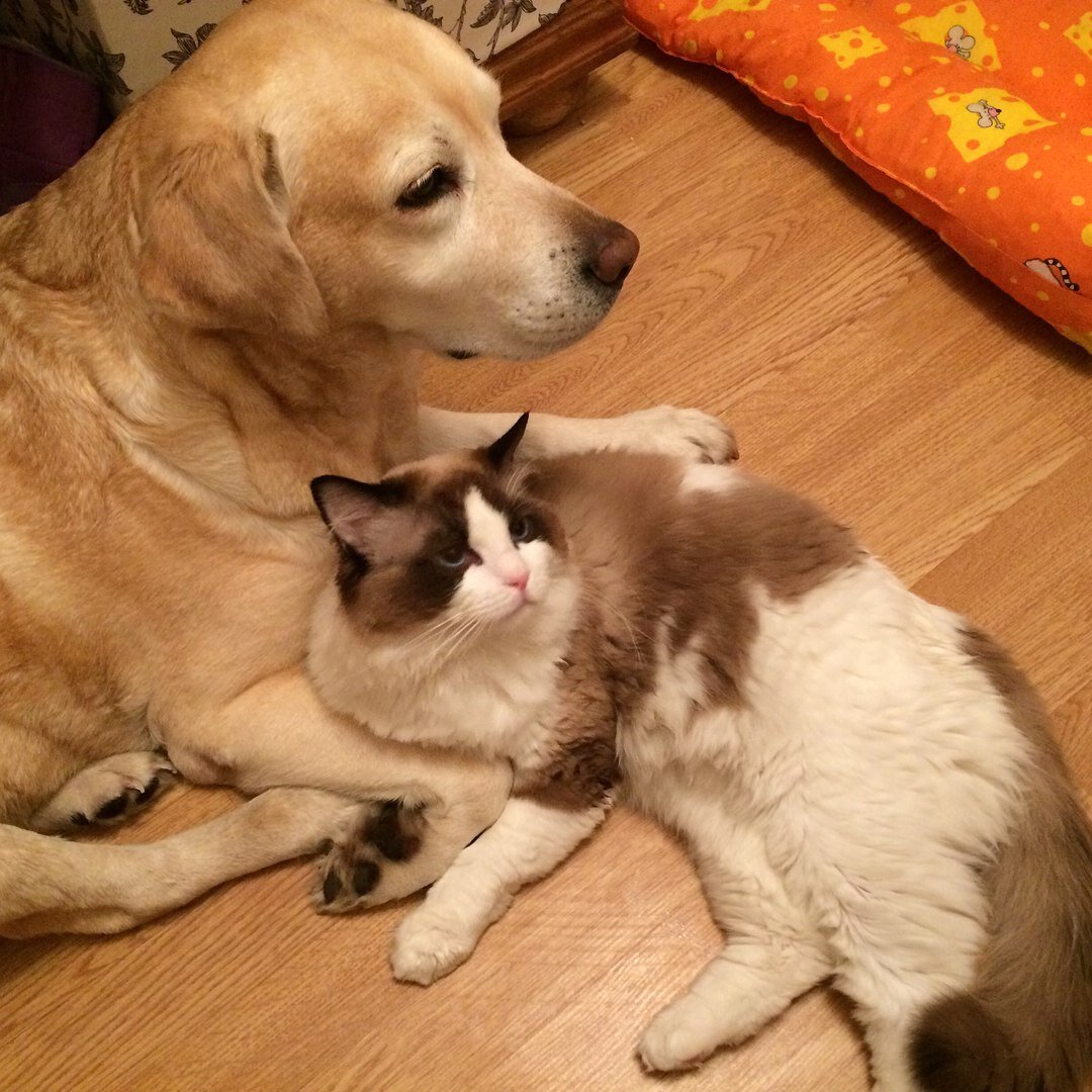 Бернский зенненхунд