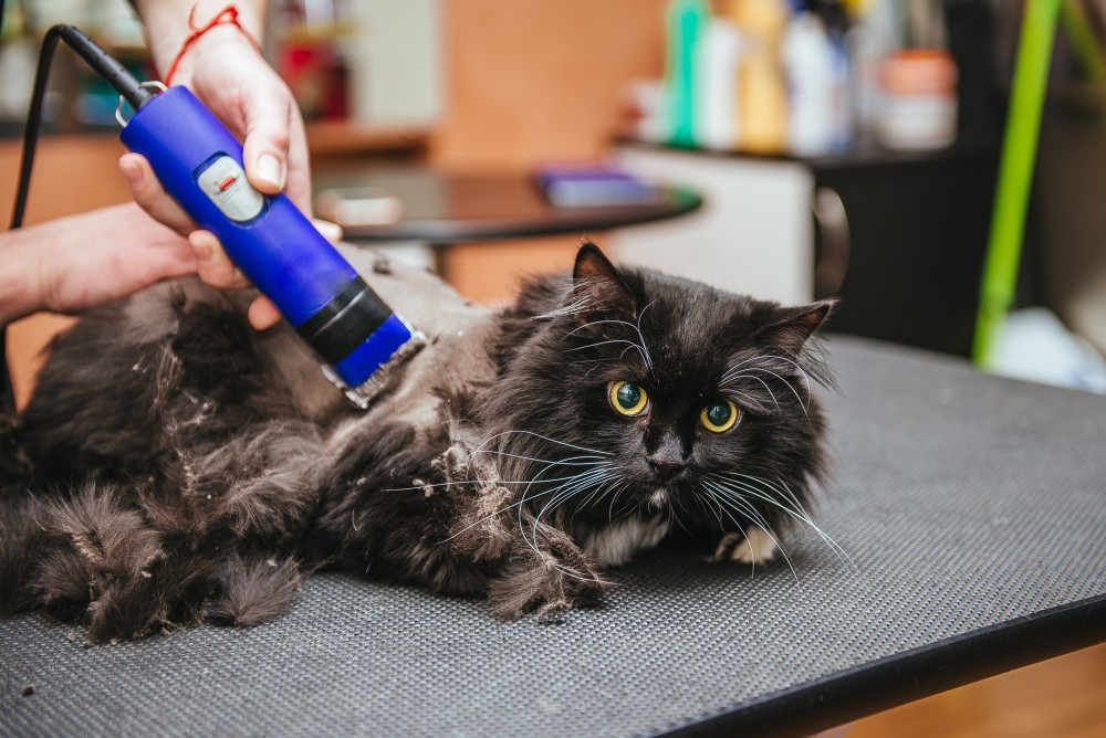 8 простых советов как обрезать когти коту