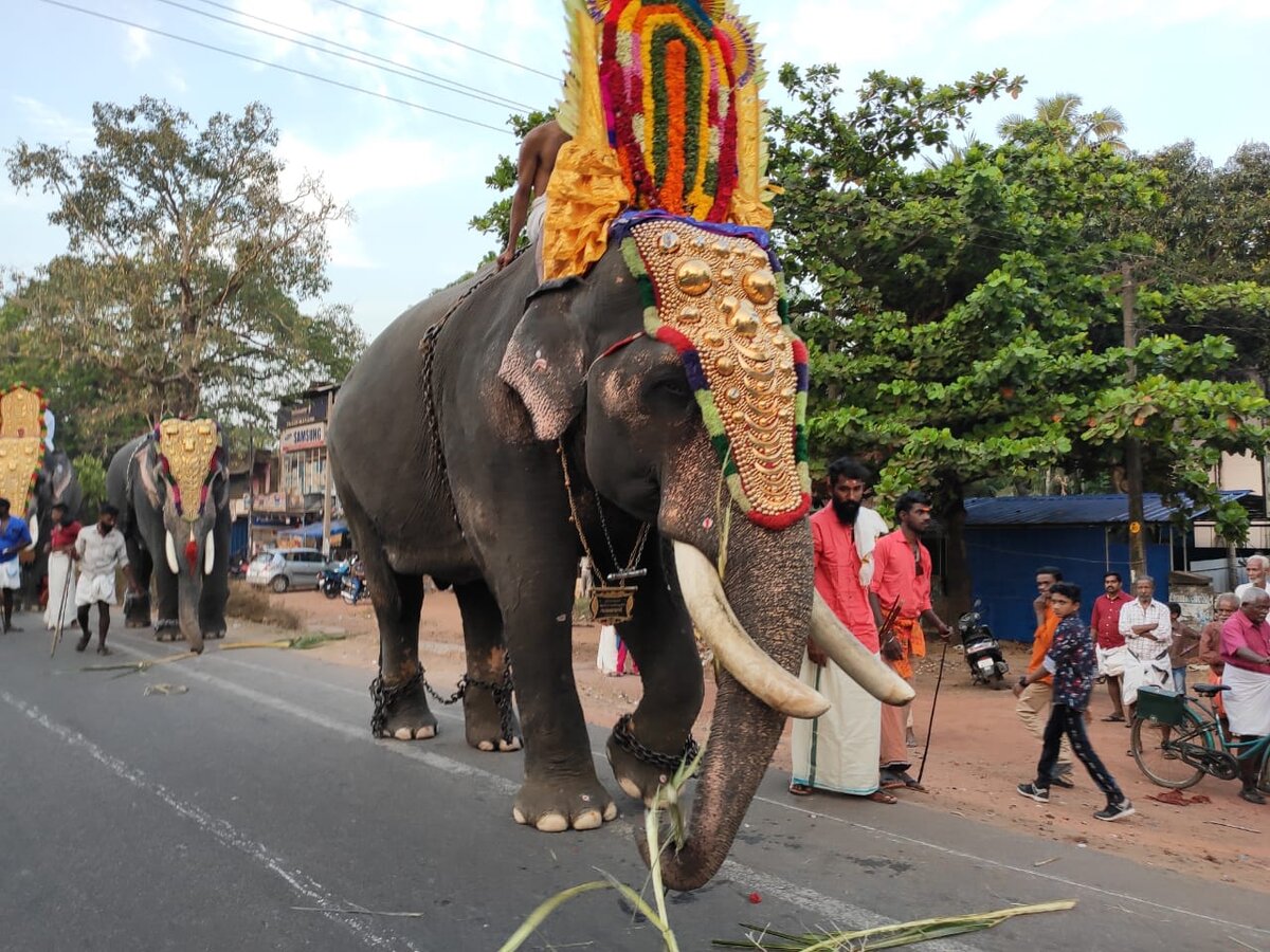 В больших религиозных праздниках всегда участвуют слоны. 