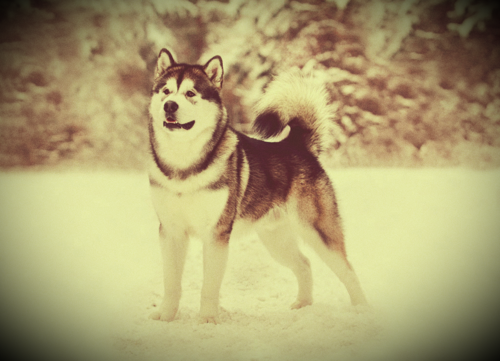 Взрослый маламут.