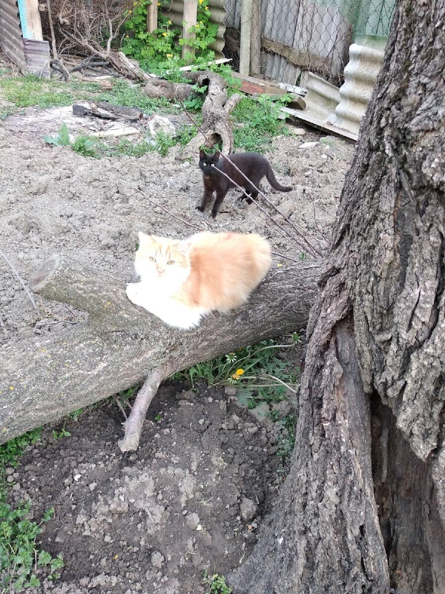 вот такая вот парочка.