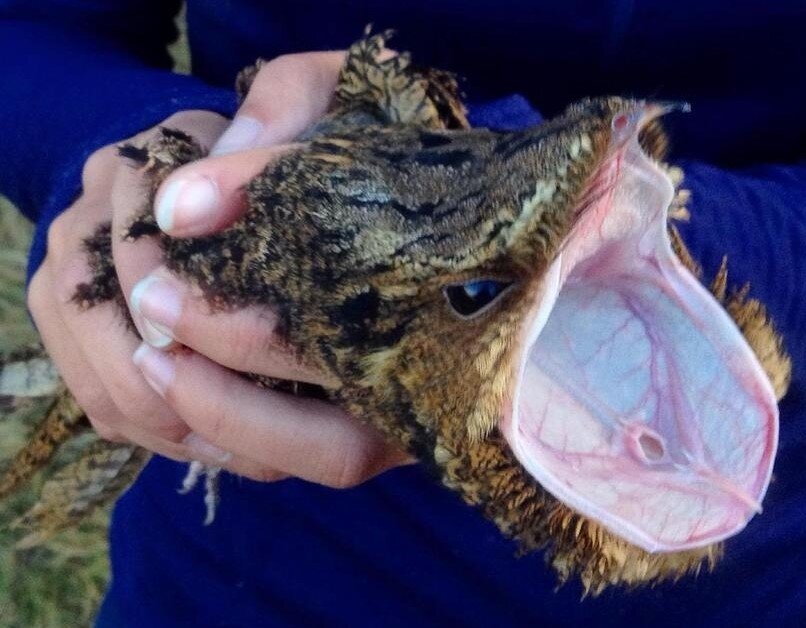 Нет, это не игрушка-пищалка.