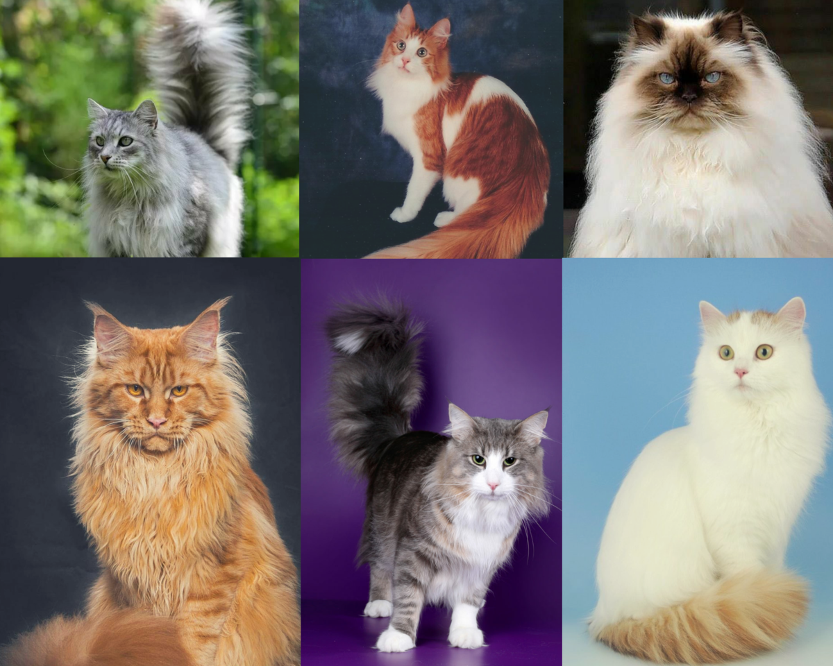 Самые популярные породы кошек с длинной шерстью | Дневник кошатницы | Дзен
