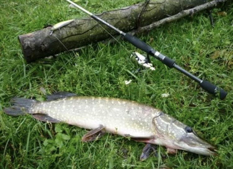 Щука на спиннинг