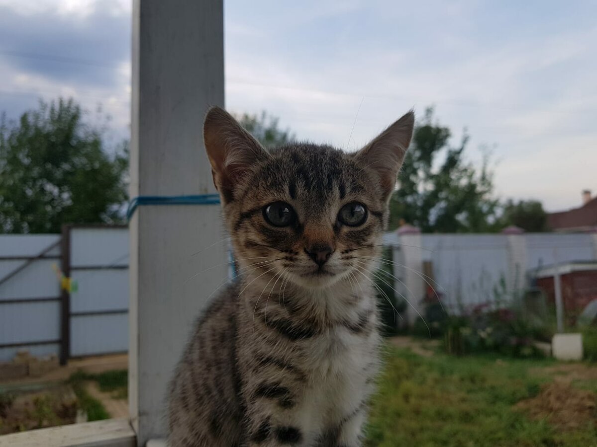 Фото из личного архива. Когда Кося только к нам пришла в первый день.