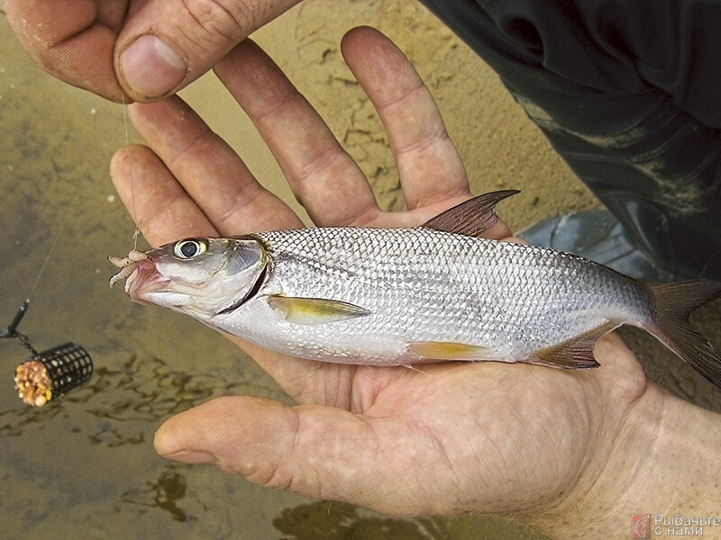 Рыба сырть фото где водится