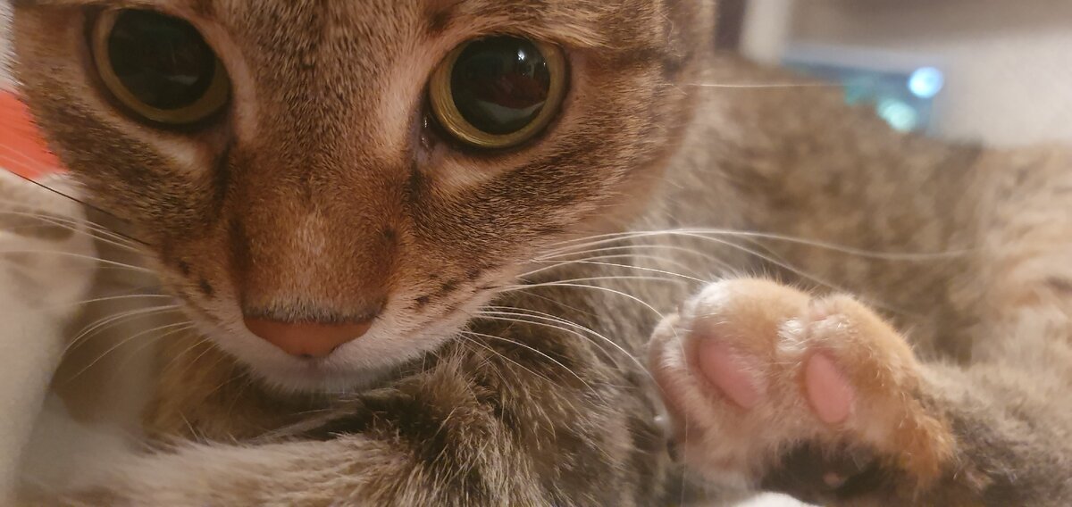 Так, хозяева, хорош чудить?