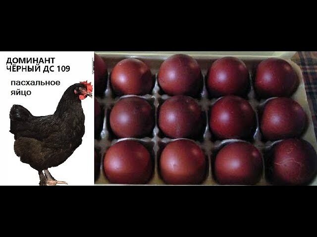 Доминант 109