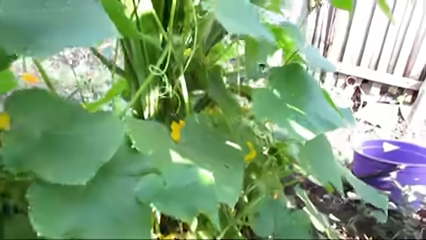 Смотрится симпатично