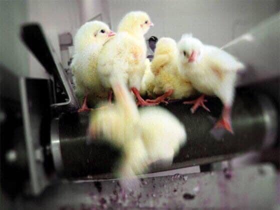   Куриц, как и всех сельхозживотных, человек использует для собственных нужд, а когда они уже не приносят прибыли, их убивает. Когда куры уже не могут нести яйца, они убиваются на мясо.-2-2