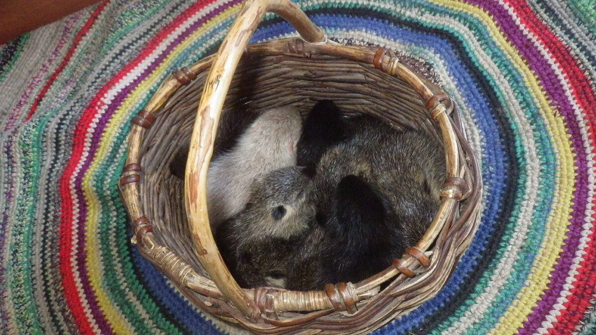 Прибавление