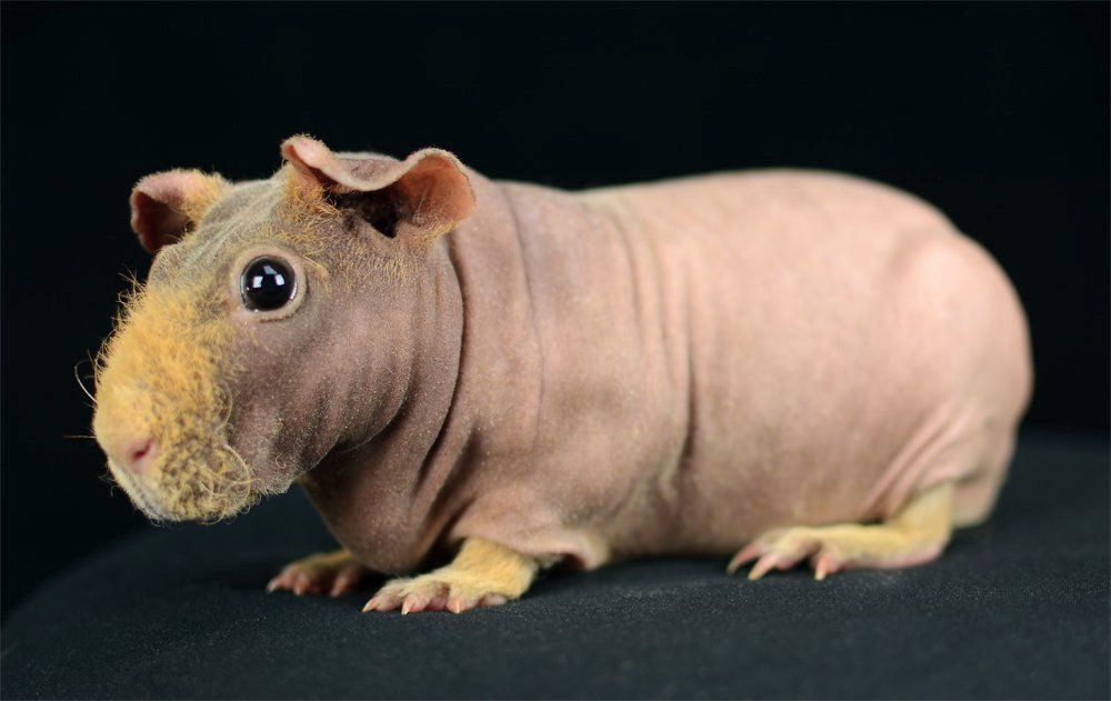 морская свинка сфинкс