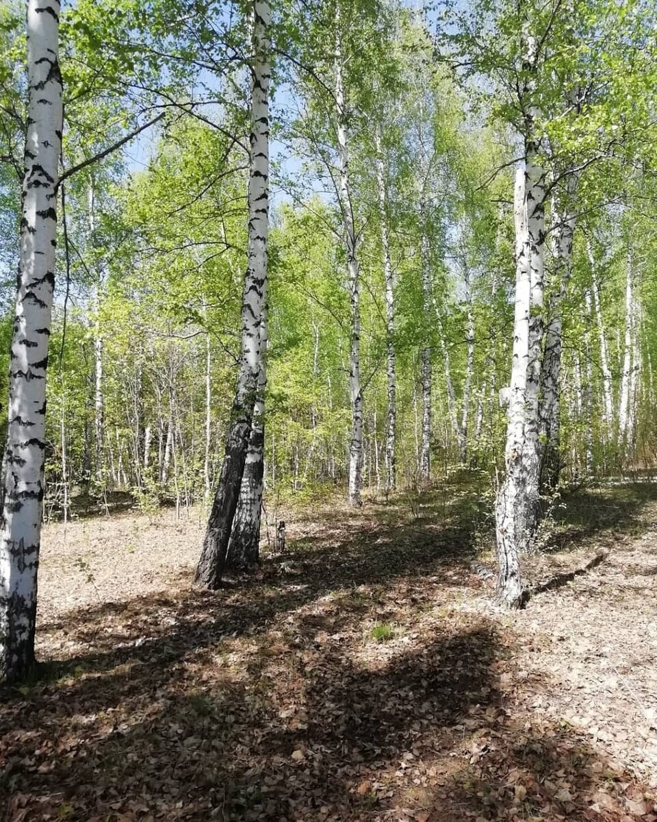 Березосок народный праздник картинки