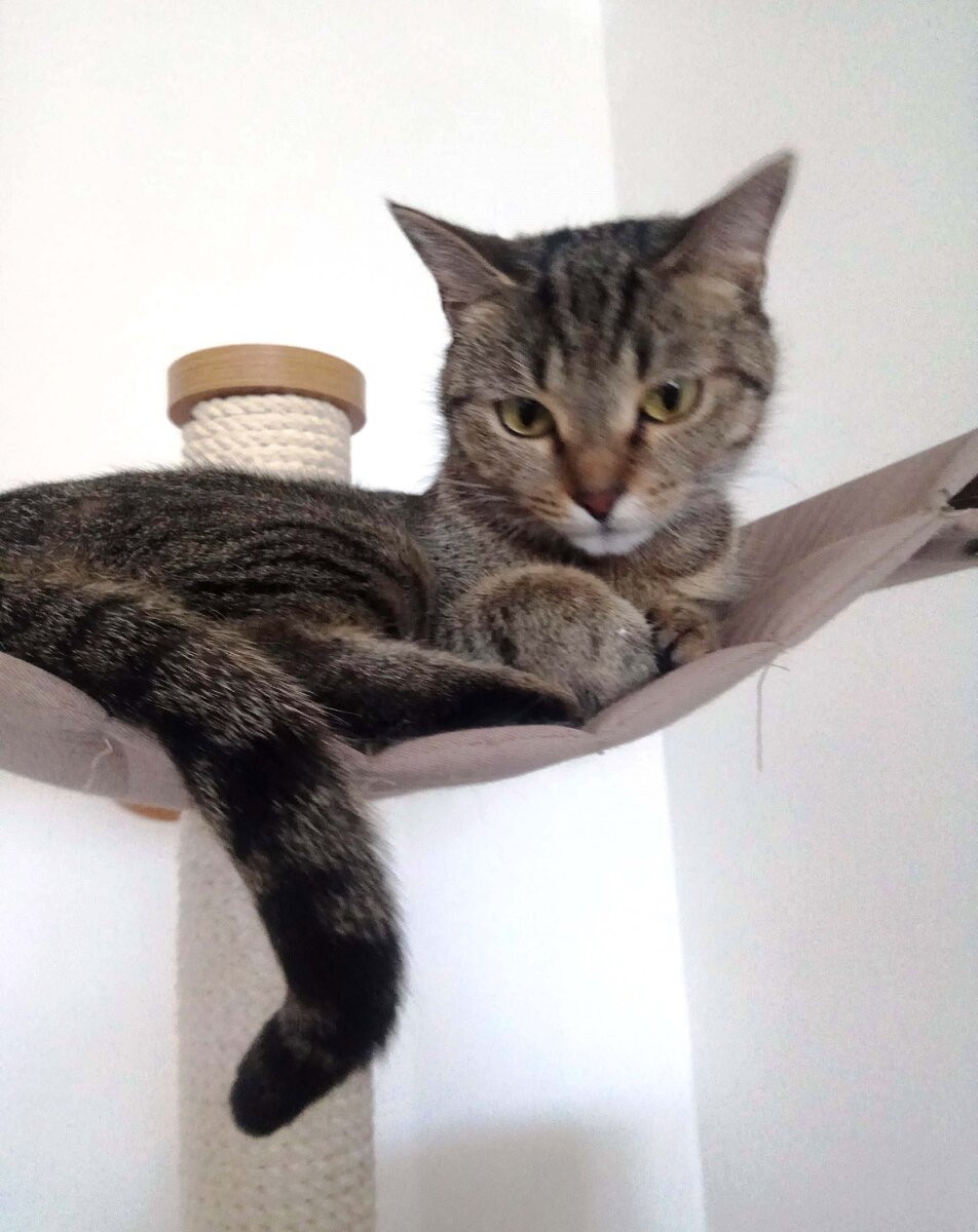 Кошачья фрустрация