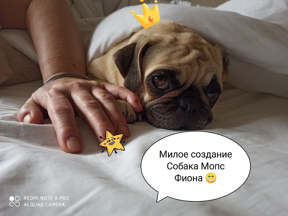 Фото снято и оформлено лично автором канала Котособака. 